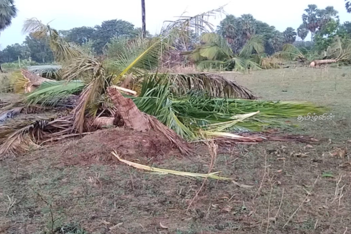 முல்லைத்தீவில் நூற்றுக்கும் மேற்பட்ட பயன்தரு தென்னை மரங்களை அழித்து நாசம் செய்த காட்டு யானைகள் | Elephant Attack In Mullaitivu