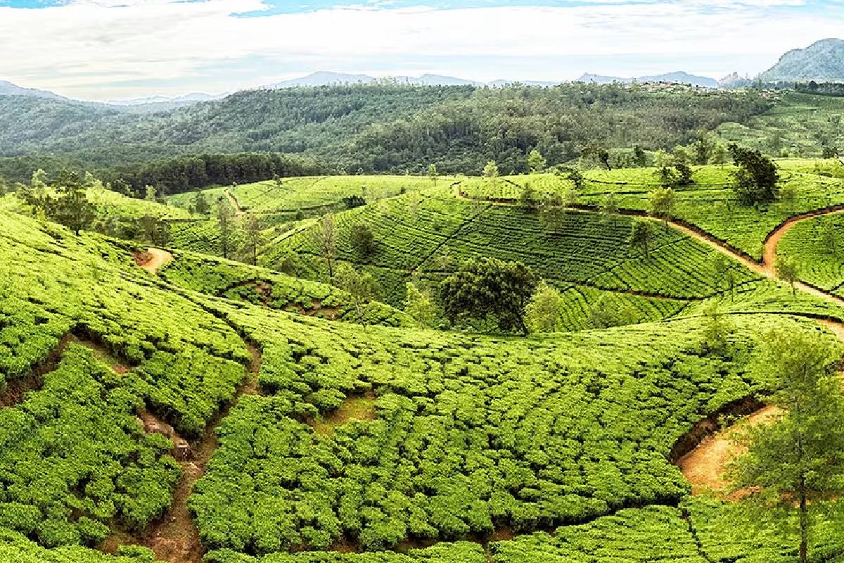 நுவரெலியாவில் பாதுகாக்கப்பட்ட பகுதிகளாக அறிவிக்கப்படவுள்ள 1500 ஹெக்டேர் நிலம்! விரைவில் வர்த்தமானி வெளியீடு | 1500 Hectares In Nuwara Eliya Gazetted Protected நுவரெலியாவில் பாதுகாக்கப்பட்ட பகுதிகளாக அறிவிக்கப்படவுள்ள 1500 ஹெக்டேர் நிலம்! விரைவில் வர்த்தமானி வெளியீடு | 1500 Hectares In Nuwara Eliya Gazetted Protected