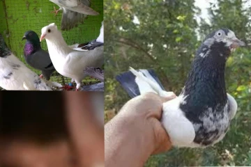 පරෙවියන් සොරකම් කර එම පක්ෂීන් මරා පුළුස්සා ආහාරයට ගන්නා සංවේදී ටික්-ටොක් වීඩියෝවක් සකසයි..(VIDEO)