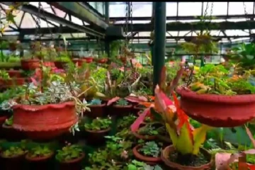 வீட்டிலிருந்தே கொடைக்கானல் மலர் கண்காட்சி பூக்களை காண சிறப்பு ஏற்பாடு