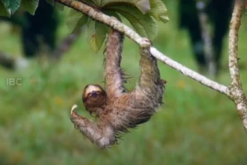 உலகின் சோம்பேறி உயிரினம்! சாப்பிட்ட உணவு செரிக்க ஒருமாதம் ஆகும் வினோதம்