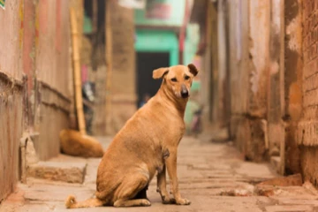 நாய் மீது வெந்நீரை ஊற்றிய நபர்; ஈவிரக்கமின்றிய செயல்