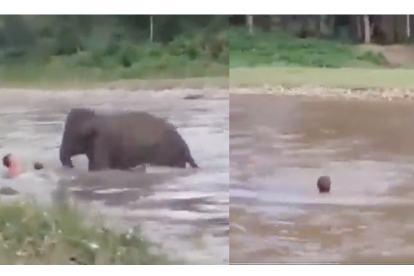 ஆற்றில் அடித்துச் சென்றவரை காப்பாற்றிய குட்டியானை - வைரலாகும் வீடியோ - தமிழ்நாடு
