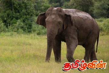 இரவு நேர புகையிரதத்துடன் மோதி காட்டு யானை பலி