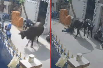 பள்ளி மாணவியை தாக்கிய மாடு: சுழற்றி தூக்கி வீசிய காட்சி (Video)