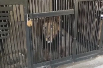 செல்பியால் நிகழ்ந்த விபரீதம் : இளைஞரை கடித்துக் கொன்றது சிங்கம்