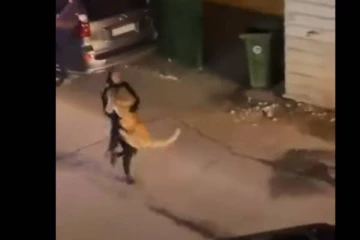 சிங்கத்தை தோல் மேல் தூக்கி சென்ற இளம்பெண்- பார்வையாளர்களை வாயடைக்க வைத்த வைரல் வீடியோ