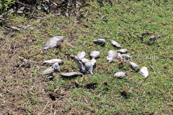 மட்டக்களப்பில் வாவியில் மூழ்கி குடும்பஸ்தர் ஒருவர் பலி | Fisherman Found Dead In Batticaloa Lagoon