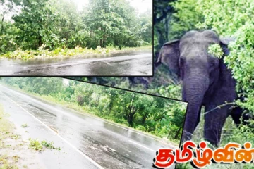 முல்லைத்தீவில் யானைகளின் அட்டகாசம்: பொதுமக்களுக்கு விடுக்கப்பட்ட எச்சரிக்கை