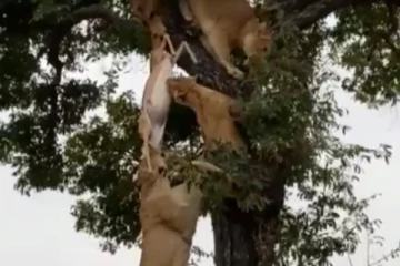 மானின் கழுத்தை கவ்விக்கொண்டு மரத்தில் சண்டையிட்ட 6 சிங்கங்கள்.... இறுதியில் என்ன நடந்தது தெரியுமா?