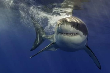 මෝරුන්ගේ ප්‍රහාරවලින් කාන්තාවන් දෙදෙනෙක් ජීවිතක්ෂයට