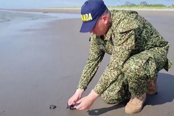 ஆயுத படைகளால் மீட்கப்பட்ட அரியவகை ஆமைகள் மீண்டும் கடலில் | Turtles Rescued Armed Forces Are Back In The Sea