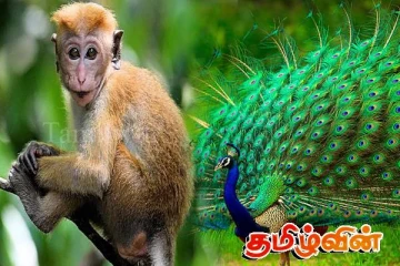 விவசாயத்தை அழிக்கும் விலங்குகளின் கணக்கெடுப்பு வெற்றி! நாமல் கருணாரத்ன அறிவிப்பு