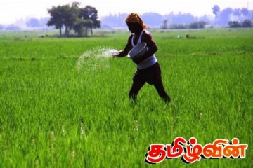 நோய்த்தாக்கத்திற்கு உள்ளான நெற்செய்கை! கிளிநொச்சி பிரதேச விவசாயிகள் பாதிப்பு