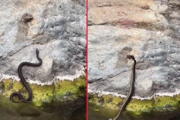 viral video: தவளையை குறிவைத்து தூக்கிய பாம்பு! கண்ணிமைக்கும் நேரத்தில் என்ன நடந்தது?