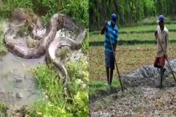 இலங்கையில் பிடிக்கப்பட்ட மிகப்பெரிய உயிரினம்!