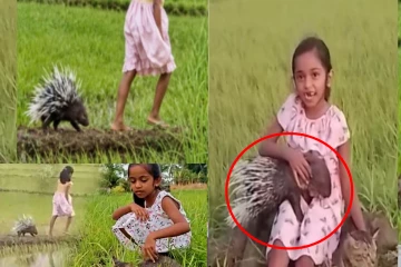 மில்லியன் கணக்கான மக்களை கவர்ந்த இலங்கை சிறுமிக்கு முள்ளம்பன்றி கிடைத்த கதை!