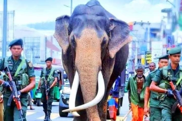 ලංකාවම බලන් සිටි මොහොත අනිද්දා සිට - නැදුන්ගමුවේ රාජා හස්තියා නැවත බලන්න හැකි බව මහජනතාවට දැනුම් දෙයි