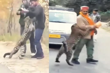 குட்டியை காப்பாற்ற மனிதர்களிடம் உதவி கேட்ட சிறுத்தை - நெஞ்சை உருக வைக்கும் வீடியோ