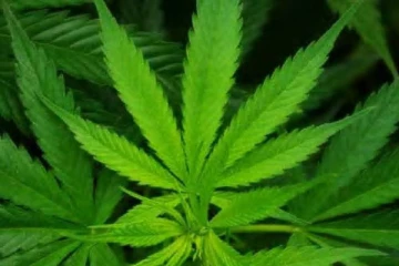 வீட்டிலேயே கஞ்சா சாகுபடி செய்வதை சட்டப்பூர்வமாக்கிய பிரபல ஐரோப்பிய நாடு!