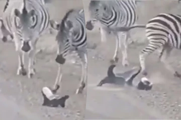 குட்டியை காப்பாற்ற மின்னல் வேகத்தில் வந்த கீரி.. தலைதெறிக்க ஓடிய வரிக்குதிரை