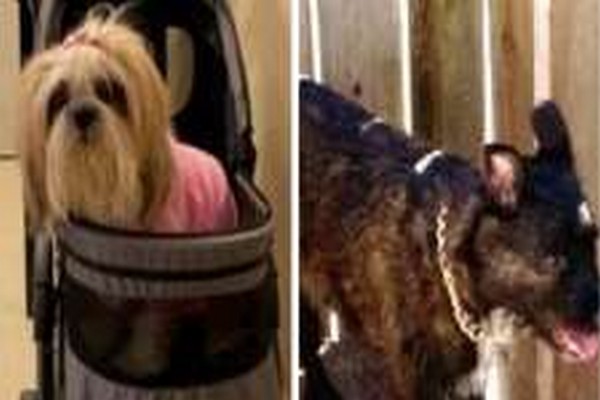 ரொறன்ரோவில் கத்தி முனையில் நாய்களை கடத்திய தம்பதியினர் | Toronto Police Investigating After Two Dogs Stolen