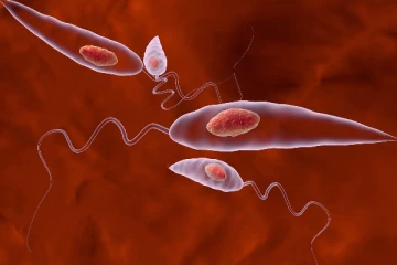 இலங்கையில் பல பகுதிகளில் பரவிவரும் தோல்நோய்