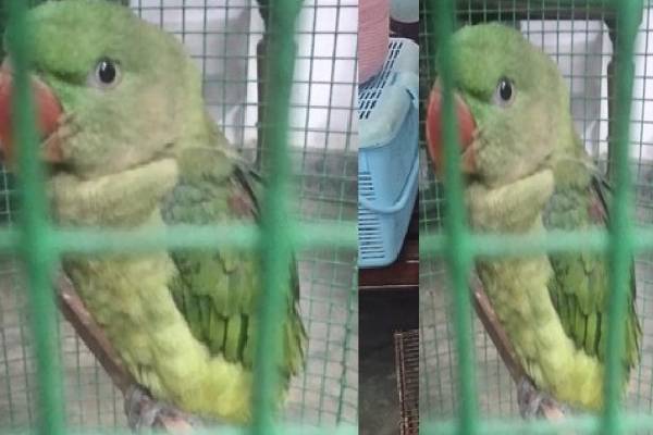 சட்டவிரோத வணிகத்தில் கிளிகளை பிடித்து விற்பனை ; நீதவான் உத்தரவால் பாதுகாப்பு நடவடிக்கை | Those Who Tried Illegally Catch And Sell Parrots சட்டவிரோத வணிகத்தில் கிளிகளை பிடித்து விற்பனை ; நீதவான் உத்தரவால் பாதுகாப்பு நடவடிக்கை | Those Who Tried Illegally Catch And Sell Parrots