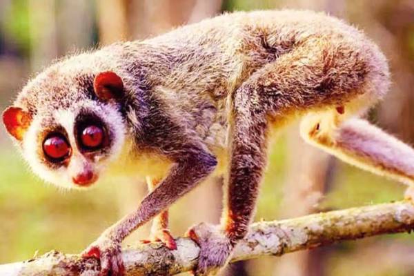 தேவாங்கிடம் இப்படியெல்லாம் திறமை இருக்கா? உங்களுக்கு தெரியாத உண்மை | Tarsiers Have Amazing Facts And Secret Details