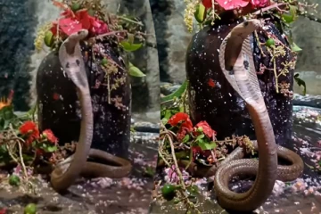 சிவலிங்கத்தை படமெடுத்து பாதுகாக்கும் பாம்பு... புல்லரிக்க வைக்கும் காட்சி