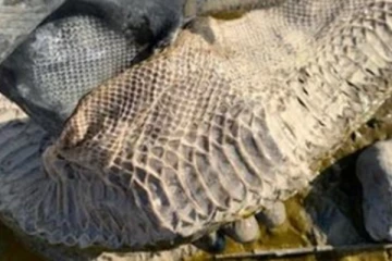 கரை ஒதுங்கிய ராட்சத பொருள்! என்ன தெரியுமா? அருகில் சென்று பார்த்து தெறிச்சு ஓடிய நபர்