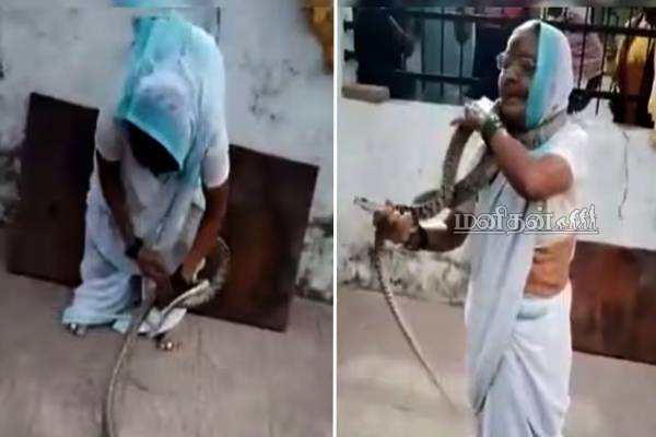 பாம்பை கழுத்தில் சுற்றிய பாட்டி.. துணிச்சலால் இணையத்தை மிரள விட்ட தருணம் | Grandmother Wraps Snake Around Neck Viral Video