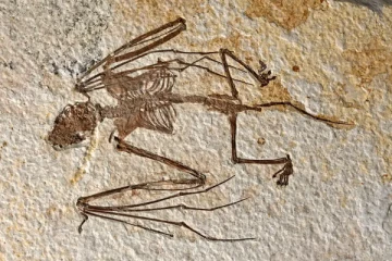 52 மில்லியன் பழமையான வௌவாலின் எலும்புக்கூடு!விஞ்ஞானிகள் கண்டுபிடிப்பு