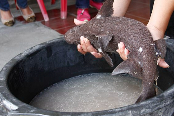 වසර 100ක් නොනැසී ජීවත්වන “ජීවමාන ෆොසිලය” | Living Fossil Of A Cilantro Fish