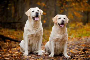 அமெரிக்காவில் அதிர்ச்சியை ஏற்படுத்திய பெண்ணின் செயல்