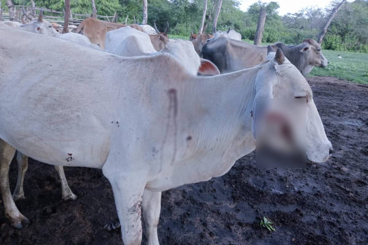 மைலத்தமடுவில் தொடர்ந்து துப்பாக்கிச் சூட்டுக்கு இலக்கு வைக்கப்படும் பசுக்கள்: இன்றும் துப்பாக்கிச்சூடு | Cattle Continue Targeted By Gunfire Mailathamadu