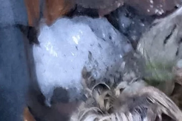 உலக வரலாற்றிலேயே முதல் முறையாக இலங்கையில் நடந்த விசித்திர சம்பவம்