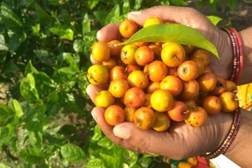 இலந்தைப் பழம் ஒரு கைப்பிடி அளவு சாப்பிட்டு பாருங்க.. உடலில் இந்த மாற்றங்கள் நடக்கும்!