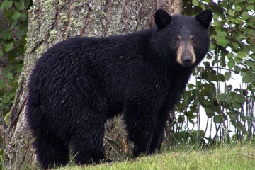 கையைக் கவ்விப்பிடித்த கரடி... தப்பிக்க சுவிஸ் நாட்டவர் செய்த பயங்கர செயல்