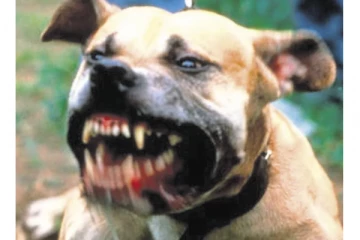 3 மாத குழந்தையை கடித்து குதறிய நாய்.. துடி துடித்து இறந்த பிஞ்சு!