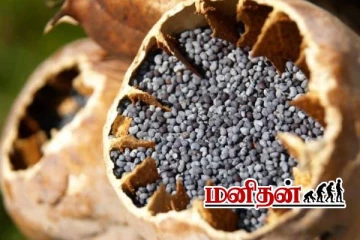 போதை பொருளாக மாறும் கசகசா- அதிகமாக சாப்பிட்டால் என்ன நடக்கும்?