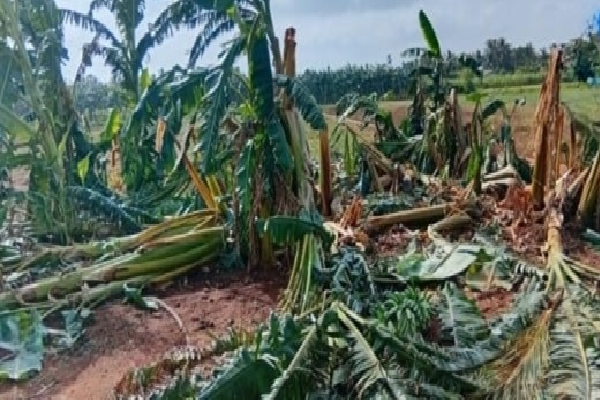 யாழில் திடிரென உருவான அசாதாரண நிலை ; அடியோடு அழிந்த வாழை மரங்கள் | Climate Change In Jaffna Banana Trees Destroyed