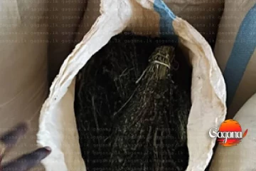 ගංජා සමග හතරදෙනෙක් අත්අඩංගුවට