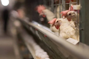 மொத்த கனடாவிலும் பரவும் பறவை காய்ச்சல்: நிபுணர்கள் எச்சரிக்கை