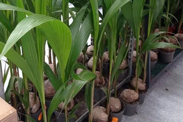 பிரித்தானிய கடைகளில் விற்பனைக்கு வைக்கப்பட்டுள்ள தென்னம் கன்றுகள்! | Coconut Saplings For Sale In British Stores