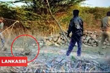 தாய் சிங்கம் அருகில் இருக்கும்போதே உயிரைப் பணயம் வைத்து குட்டியை காப்பாற்றிய வனத்துறையினர்! வைரலாகும் வீடியோ