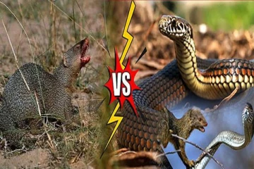 பரம எதிரிகளாக இருக்கும் பாம்பும் கீரியும்... காரணம் என்ன தெரியுமா?