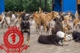 நாய்களுக்கு ரேபிஸ் தடுப்பூசி வழங்கும் சட்டமூலத்தில் திருத்தம் அவசியம் ; GMOA வலியுறுத்தல்