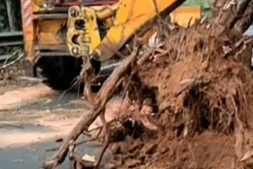 ஜப்பானிய தோட்டத்தில் முறிந்து விழுந்த ராட்சத மரம்