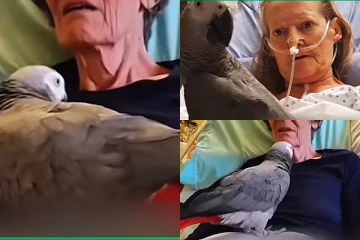 මිය යන මොහොතේත් තමන්ගේ සුරතලාට සමුදුන් ආදරණීය කාන්තාව.